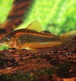 Red Laser Corydoras Catfish - Freshwater