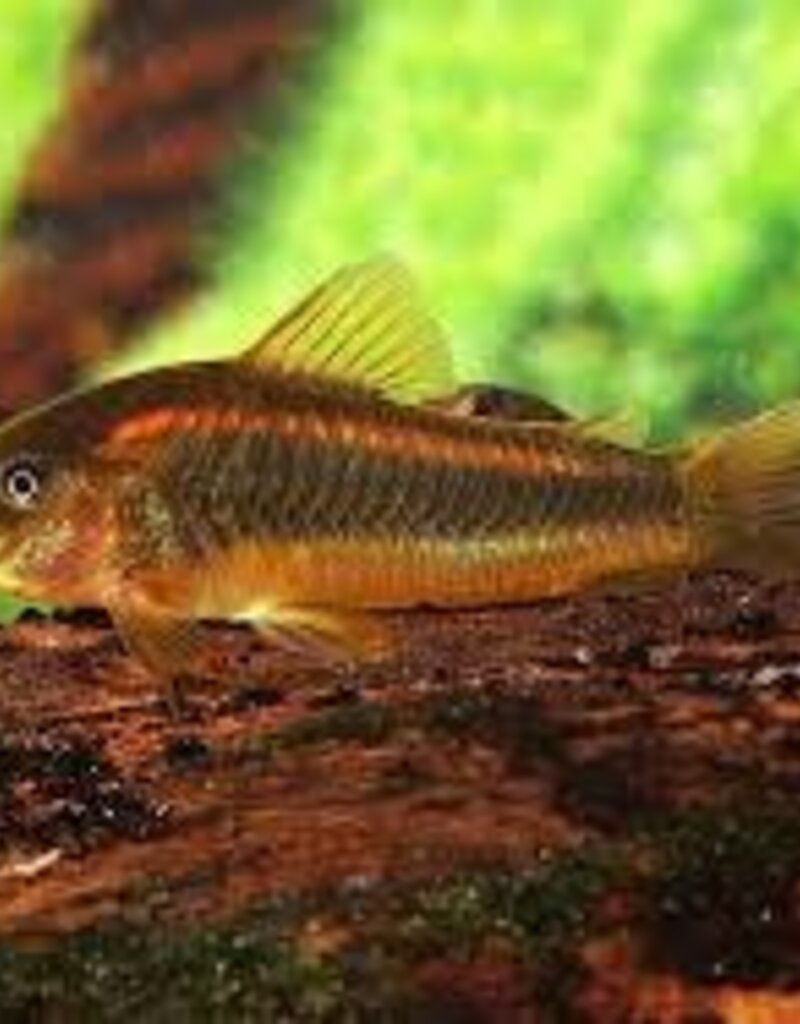 Red Laser Corydoras Catfish - Freshwater