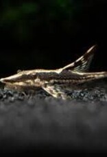 Farlowella Pleco - Freshwater