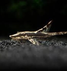 Farlowella Pleco - Freshwater