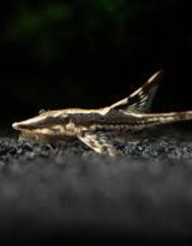 Farlowella Pleco - Freshwater