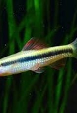 Chinese Neon Gold Stripe Shark - Freshwater