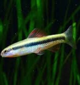 Chinese Neon Gold Stripe Shark - Freshwater