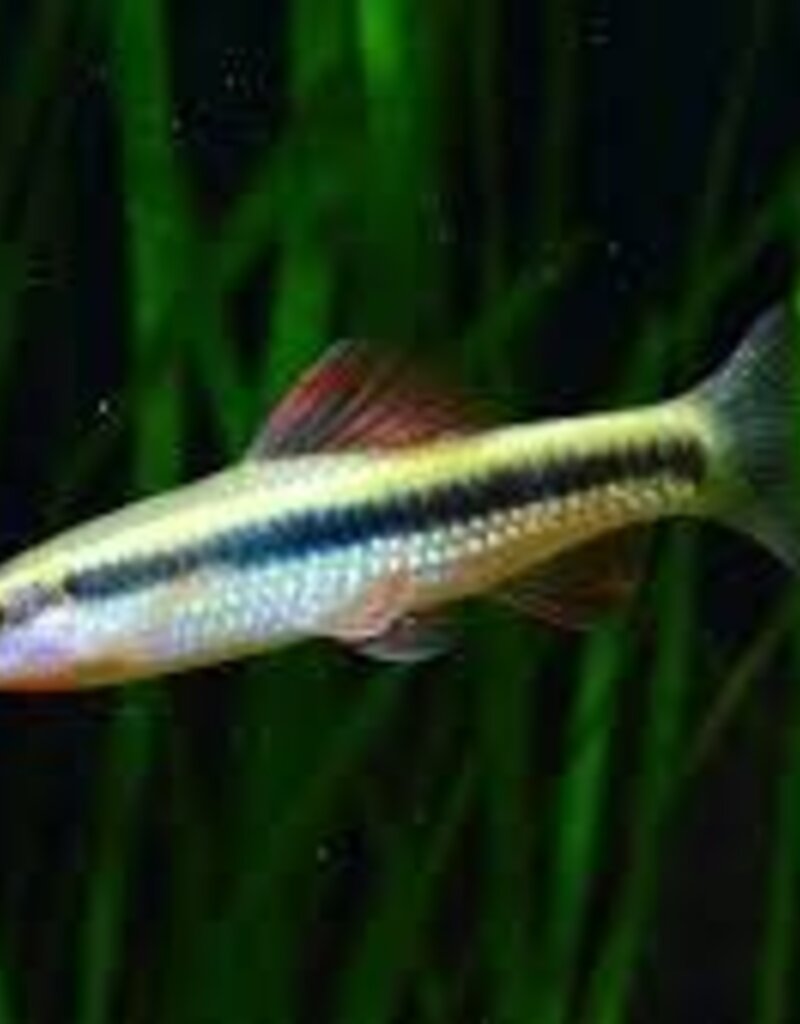 Chinese Neon Gold Stripe Shark - Freshwater