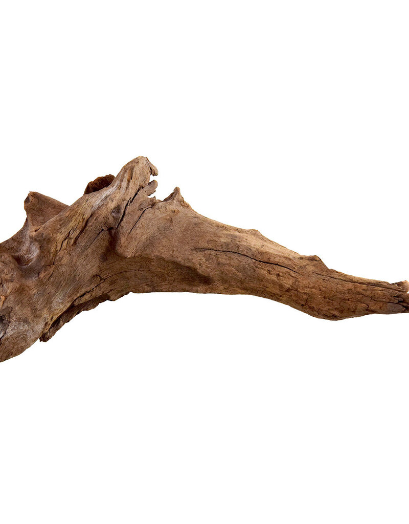 Underwater Treasures Underwater Treasures Kapas Root - Small