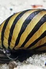 Nerite Snails - Freshwater