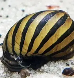 Nerite Snails - Freshwater