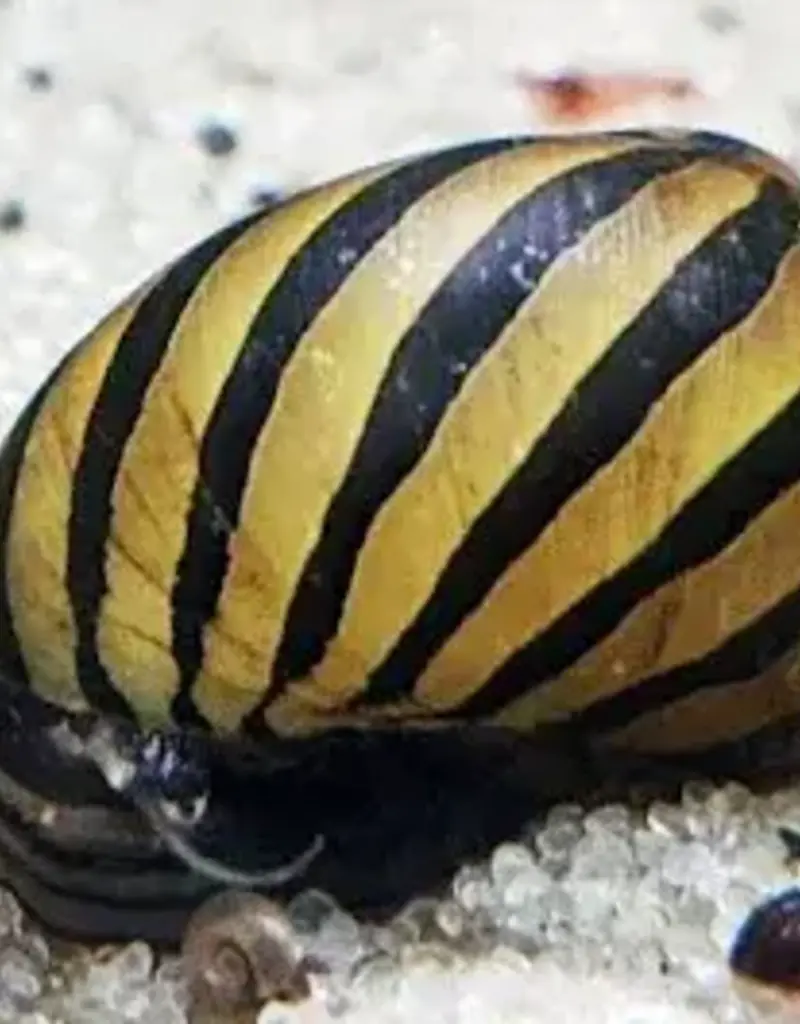 Nerite Snails - Freshwater