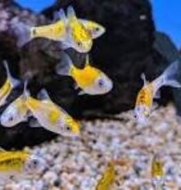 Tricolor Golden Barb - Freshwater