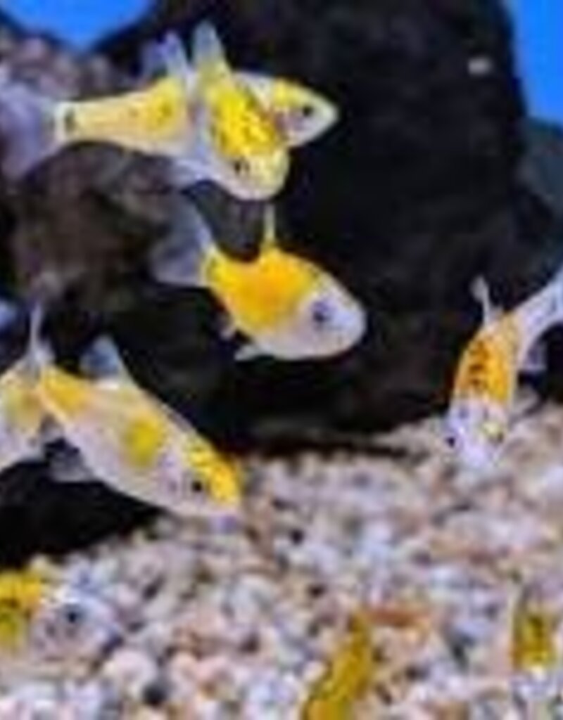 Tricolor Golden Barb - Freshwater