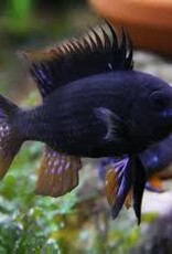 Black Knight Balloon Ramirezi Cichlid - Freshwater