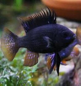 Black Knight Balloon Ramirezi Cichlid - Freshwater