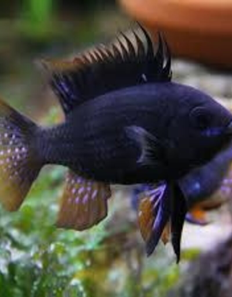 Black Knight Balloon Ramirezi Cichlid - Freshwater