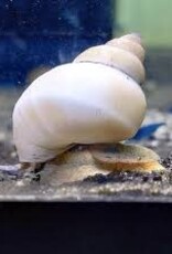 White Wizard Snail - Freshwater