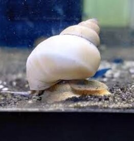 White Wizard Snail - Freshwater