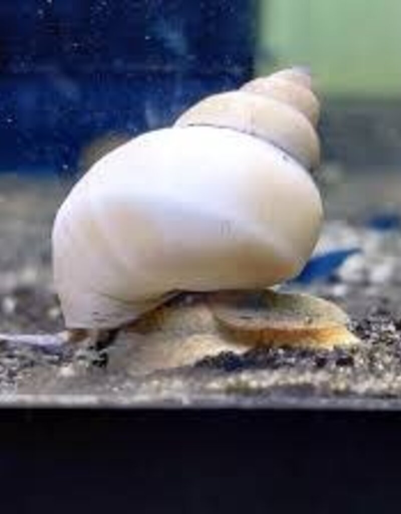 White Wizard Snail - Freshwater