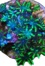 Blue and Green Sympodium Frag - Saltwater