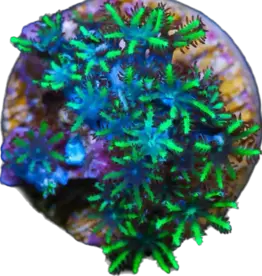 Blue and Green Sympodium Frag - Saltwater