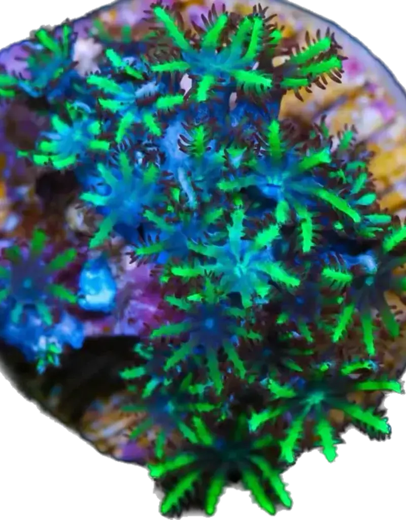 Blue and Green Sympodium Frag - Saltwater