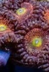 Mohawk Zoa Frag - Saltwater