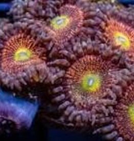 Mohawk Zoa Frag - Saltwater