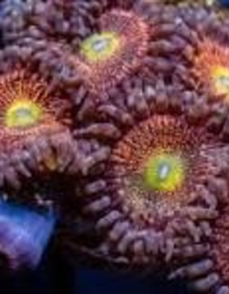 Mohawk Zoa Frag - Saltwater