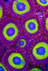 Belladonna Zoa Frag - Saltwater