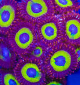 Belladonna Zoa Frag - Saltwater