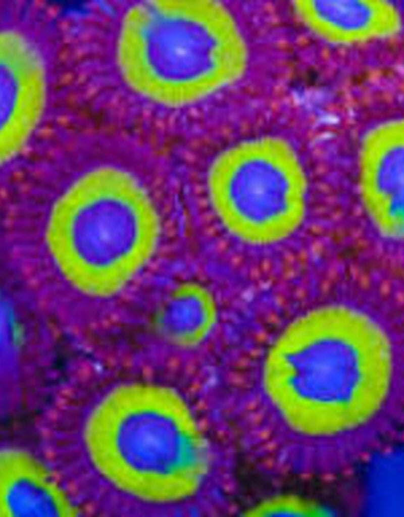 Belladonna Zoa Frag - Saltwater