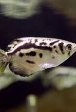 Clouded Archer Fish - Freshwater