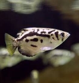 Clouded Archer Fish - Freshwater