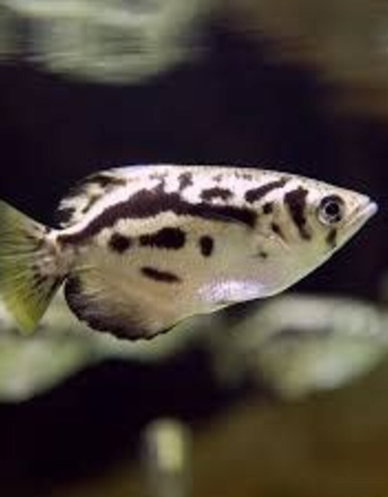 Clouded Archer Fish - Freshwater