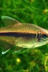 SavanaTetra - Freshwater