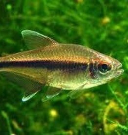 Savanna Tetra - Freshwater
