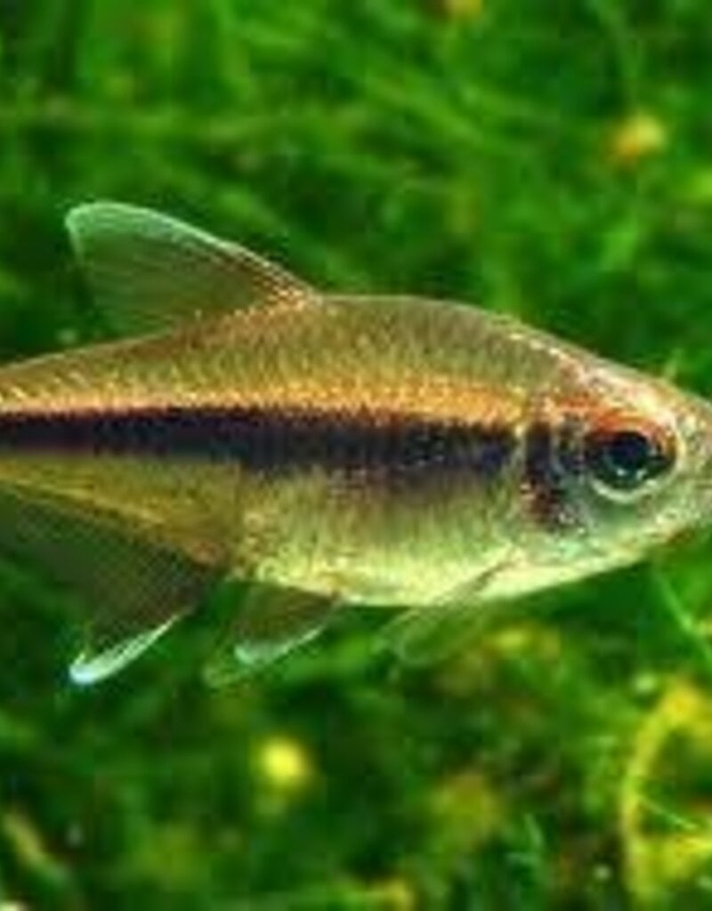 SavanaTetra - Freshwater