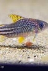 Yellow Fin Corydora Catfish - CW123 - Freshwater