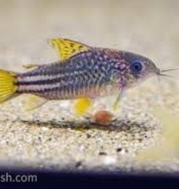 Yellow Fin Corydora Catfish - CW123 - Freshwater