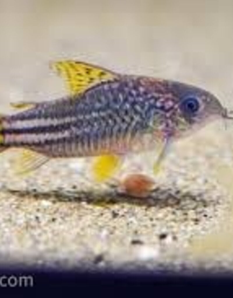 Yellow Fin Corydora Catfish - CW123 - Freshwater