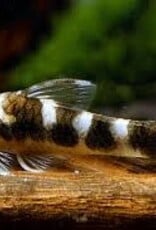 Zebra Otocinclus Catfish - Freshwater