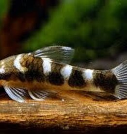 Zebra Otocinclus Catfish - Freshwater