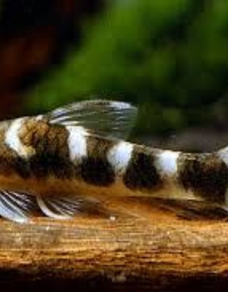 Zebra Otocinclus Catfish - Freshwater