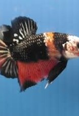 Plakat Halfmoon Copper Candy Male Betta - Freshwater