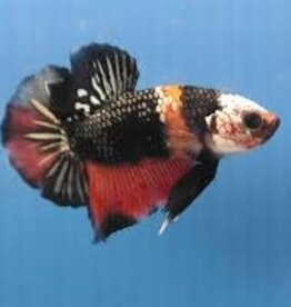 Plakat Halfmoon Copper Candy Male Betta - Freshwater