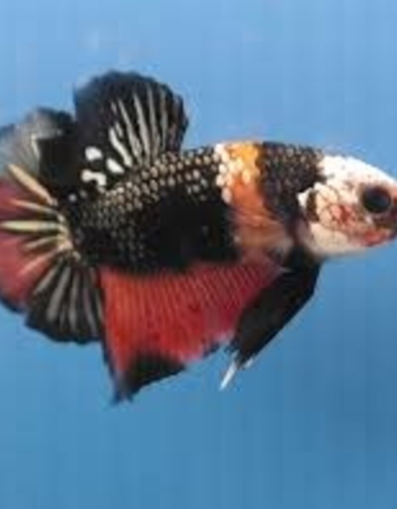 Plakat Halfmoon Copper Candy Male Betta - Freshwater