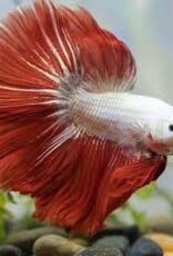 Plakat Halfmoon Red Dragon Male Betta - Freshwater