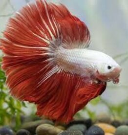 Plakat Halfmoon Red Dragon Male Betta - Freshwater