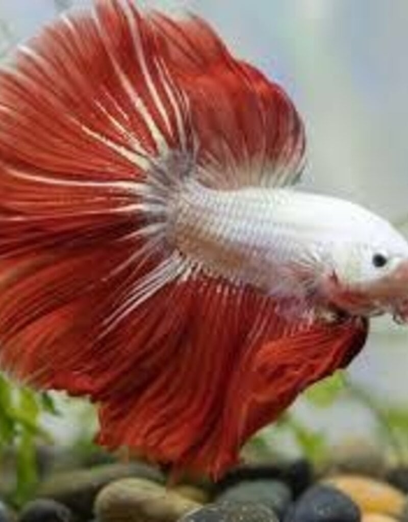 Plakat Halfmoon Red Dragon Male Betta - Freshwater