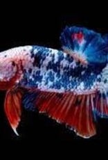 Halfmoon Plakat Galaxy Koi Male Betta - Freshwater
