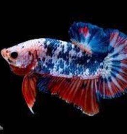 Halfmoon Plakat Galaxy Koi Male Betta - Freshwater