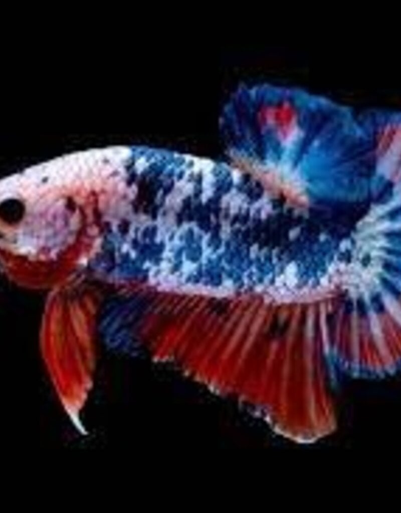Halfmoon Plakat Galaxy Koi Male Betta - Freshwater